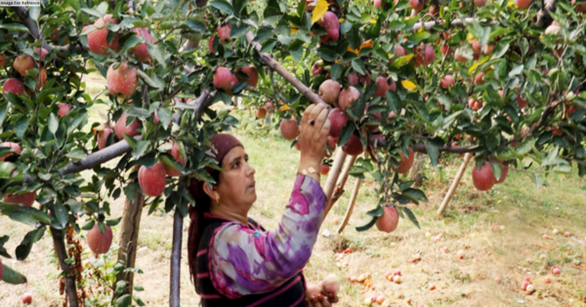 Farooq Abdullah, Mehbooba Mufti slam Centre’s move to reduce tariff on US apples